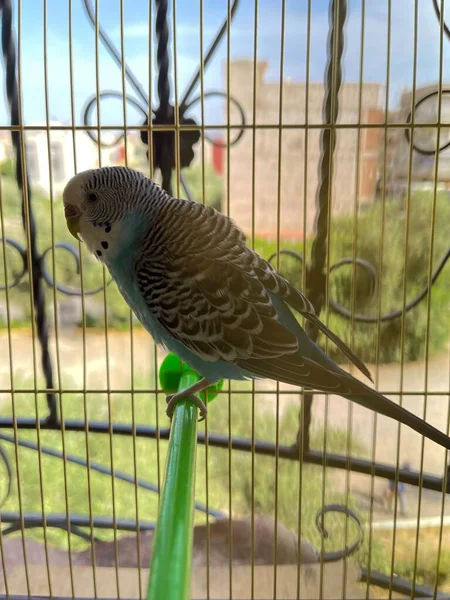 Pequeño Loro Dentro Una Jaula —  Fotos de Stock