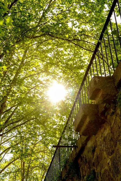 Vertical Shot Sunlight Penetrating Green Trees — Stock Photo, Image