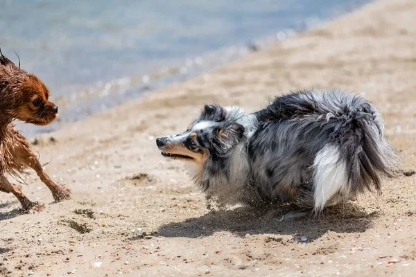 海辺の子犬のシープドッグキャバリエ王チャールズと遊んで — ストック写真