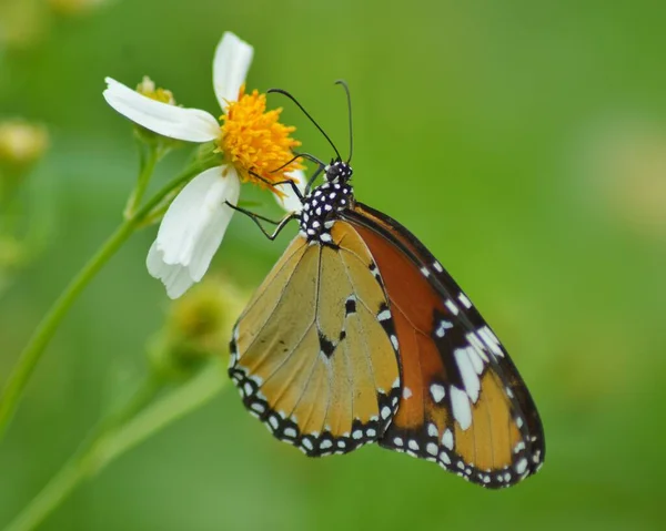 Closeup Shot Monarch Butterfly Danaus Plexippus White Flower — Stock Photo, Image