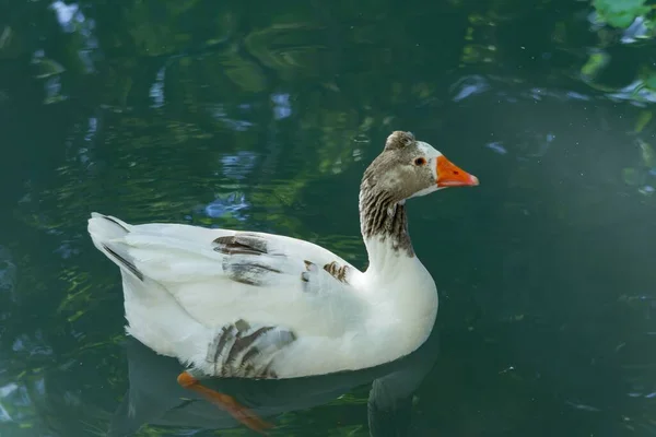 Canard Blanc Avec Noeud Papillon Nageant Dans Lac Profil — Photo