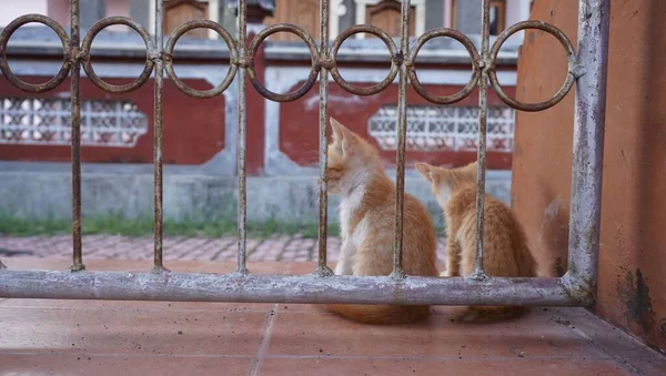 Mère Chat Qui Est Toujours Prêt Protéger Chaton — Photo