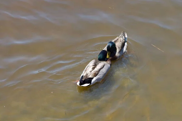 一对可爱的野鸭夫妇在水里 — 图库照片