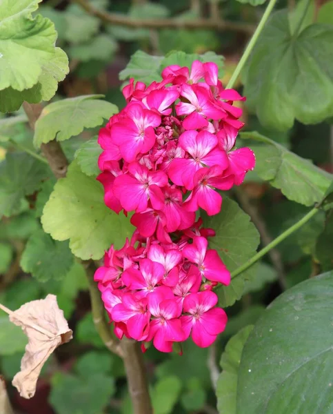 Rosafarbene Pelargonien Wachsen Garten — Stockfoto