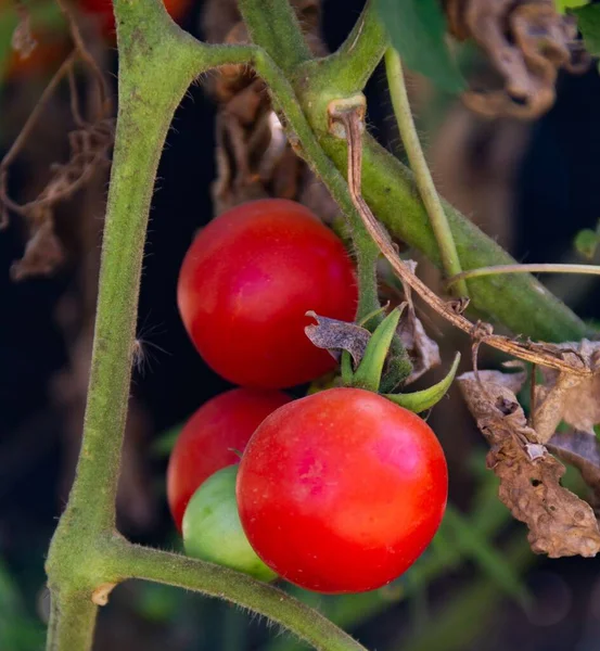 有機栽培の庭から見た桜のトマト — ストック写真