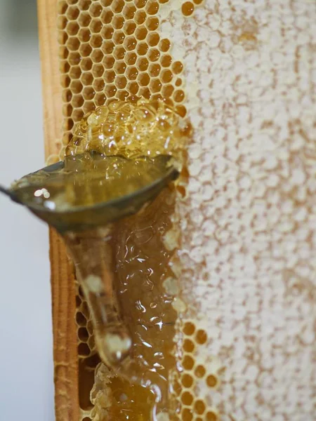 Natural Raw Honey Being Filtered Dripped Strainer Filter Our Bees — Stock Fotó