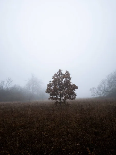 Μια Κάθετη Λήψη Ενός Δέντρου Ένα Ομιχλώδες Πεδίο — Φωτογραφία Αρχείου