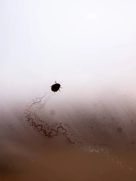 Una Vista Superior Pequeño Insecto Caminando Sobre Una Superficie Vidrio —  Fotos de Stock