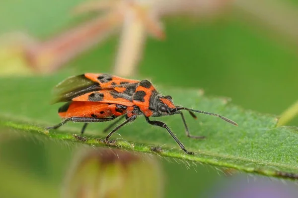Πολύχρωμο Επιλεκτική Εστίαση Closeup Ένα Λαμπρό Κόκκινο Φυτό Κανέλα Bug — Φωτογραφία Αρχείου