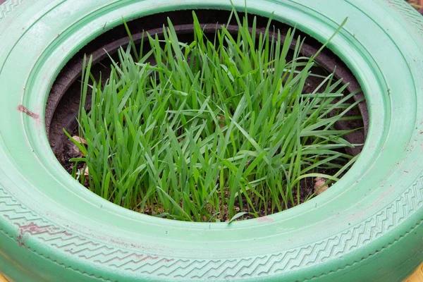 Ver Cerca Las Plantas Avena Orgánica Jóvenes Plantados Neumáticos Reciclados — Foto de Stock