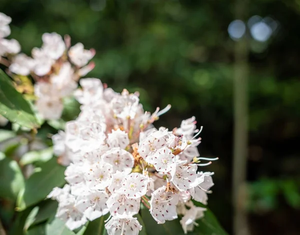 Eine Weiße Calmia Blume Garten — Stockfoto