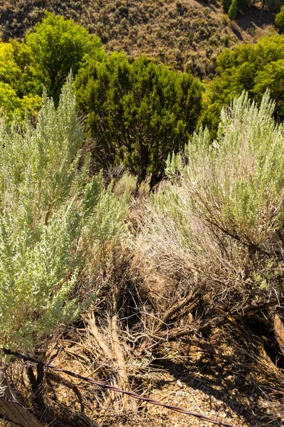 Vertical Closeup Shot Landscape Thick Trees — Stock Photo, Image