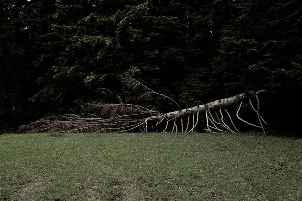 Mrtvý Strom Leží Trávě — Stock fotografie