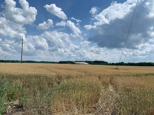 Tarweveld Een Zomerdag — Stockfoto