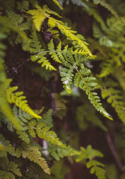 森林里的一种户外蕨类 — 图库照片