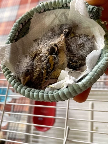 Een Persoon Met Twee Kleine Pasgeboren Vogels — Stockfoto