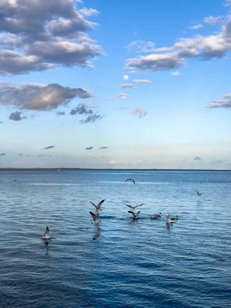 Flock Seagull Birds Fly Sea — Photo