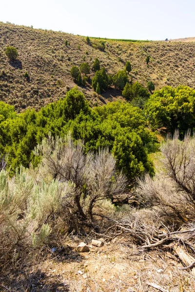 Dağda Ağaçlarla Çevrili Bir Arazinin Dikey Yakın Çekimi — Stok fotoğraf