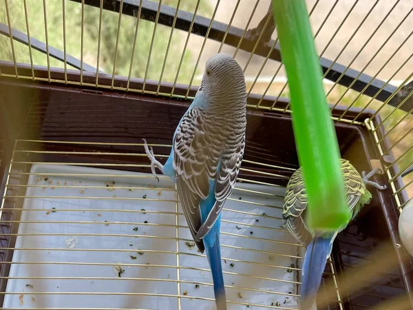 Pequeño Loro Dentro Una Jaula —  Fotos de Stock