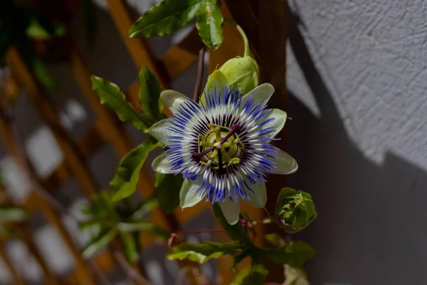 Questo Fiore Chiama Fiore Della Passione Non Meravigliarsi Perché Chiama — Foto Stock