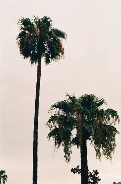 Vertical Shot Tall Palm Trees Bright Sunset Sky Background Evening — Stock Photo, Image