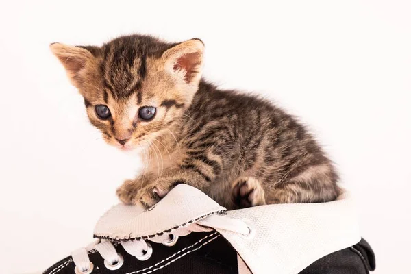 Closeup Shot Cute Little Kitty Black White Sneaker White Background — Stock Photo, Image