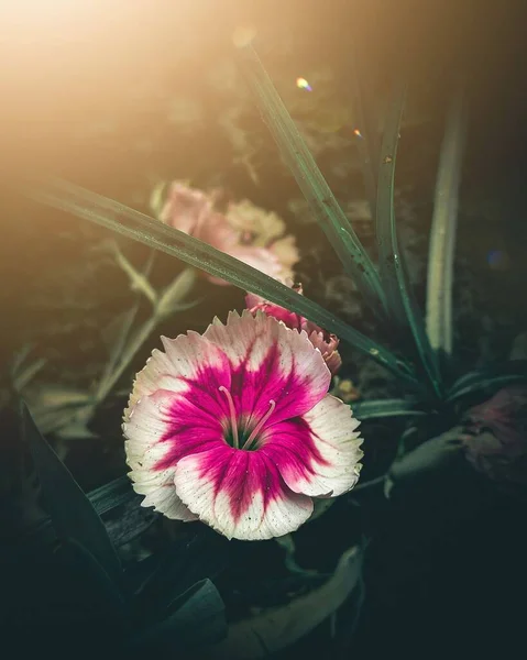 Саду Розквітає Білий Пурпурний Китайський Гвоздика — стокове фото