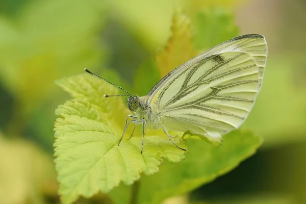 Closeup Green Veined White Pieris Napi Sitting Closed Wings Leaf — Stock Photo, Image