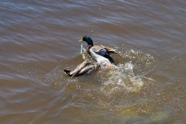 Casal Mallard Lutando Uma Água — Fotografia de Stock