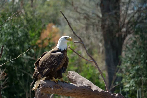 Selective Focus Shot Southern Bald Eagle Perched Thick Tree Branch — Stock Photo, Image