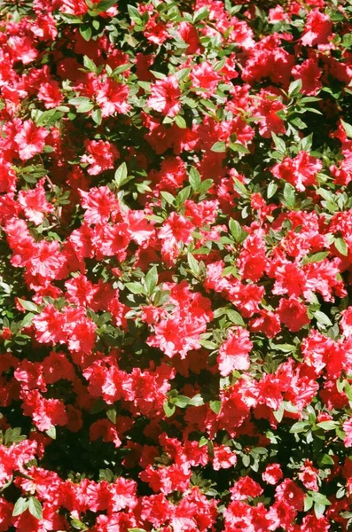 Красные Цветы Азалии Рододендрон Саду — стоковое фото