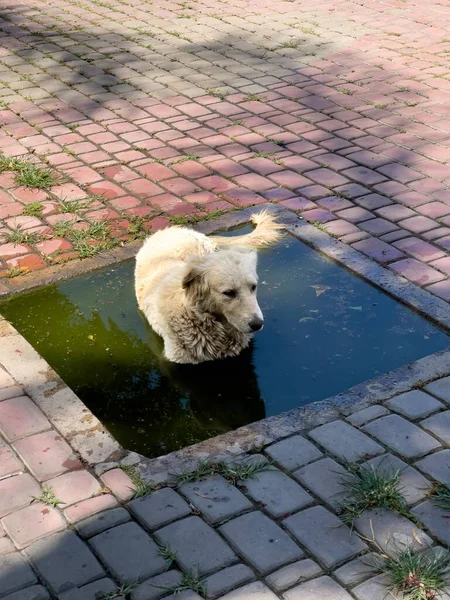 Street Dog Relaxes Dirty Rain Puddle — Stock Photo, Image