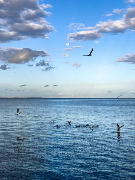 Flock Seagull Birds Fly Sea — Foto de Stock