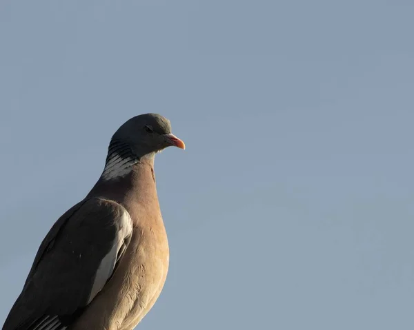 Plan Rapproché Pigeon Des Bois Columba Palumbus Contre Ciel Bleu — Photo