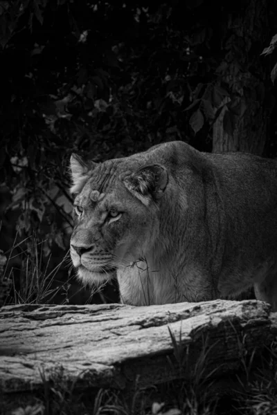 动物园里一只母狮子的灰白色照片 — 图库照片