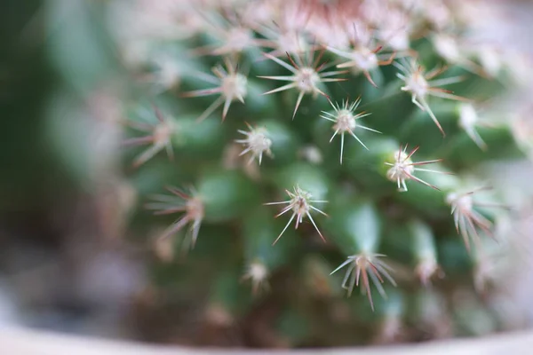 Egy Közelkép Szúrós Kaktuszról — Stock Fotó