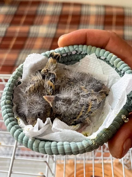 Osoba Trzymająca Dwa Małe Nowonarodzone Ptaki — Zdjęcie stockowe