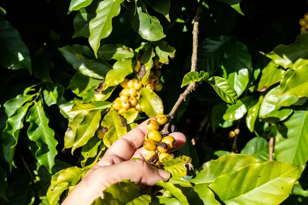 太陽の光で木の上でコーヒーチェリーやコーヒー豆の熟成を閉じます — ストック写真