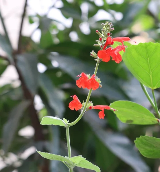 Salvia Coccinea Oder Blut Scharlachsalbei Garten — Stockfoto