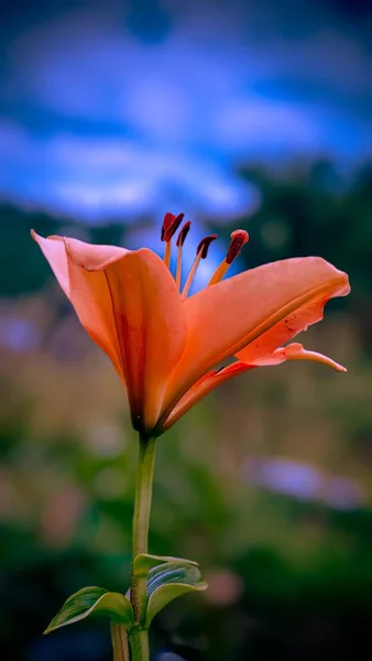 Вертикальный Крупный План Оранжевой Лилии Фоне Размытия — стоковое фото