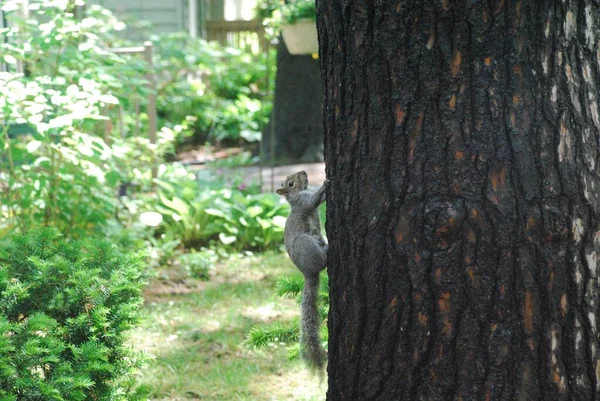 Foco Suave Una Ardilla Gris Trepando Árbol Patio — Foto de Stock