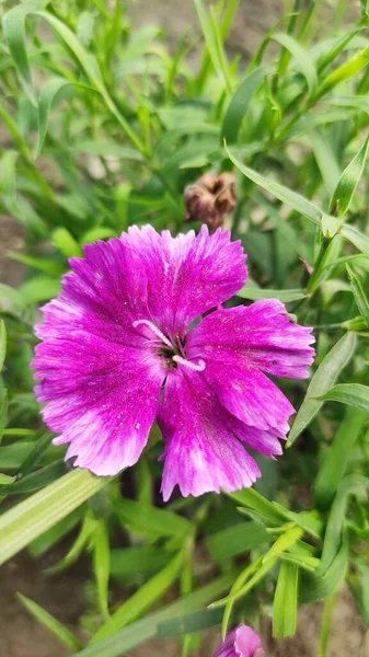 Фиолетовая Китайская Гвоздика Цветущая Саду — стоковое фото