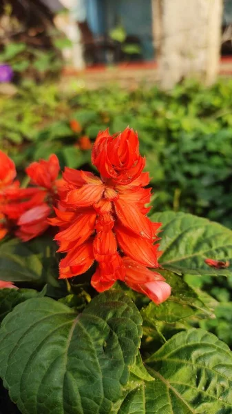 庭に赤いサルビアが火の花を咲かせます — ストック写真