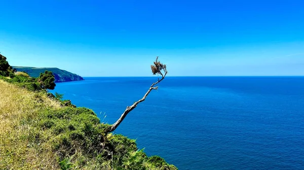 Uçurumdan Sarkan Genç Bir Ağaç Denizin Mavi Sularına Karşı — Stok fotoğraf
