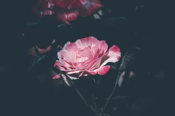 Primer Plano Una Rosa Rosa Con Fondo Oscuro —  Fotos de Stock