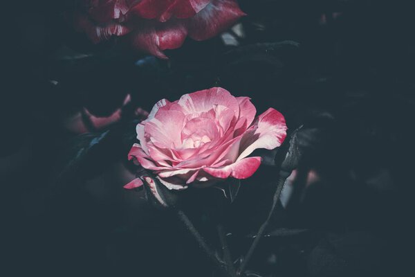 A closeup of a pink rose with dark background