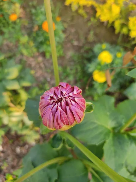 Uma Flor Georgina Púrpura Desabrochar Jardim — Fotografia de Stock