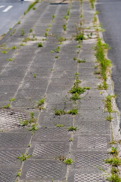 Ervas Daninhas Verdes Que Crescem Entre Azulejos Quadrados Uma Calçada — Fotografia de Stock
