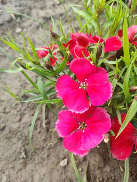 Pink Carnation Flower Garden — Stock Photo, Image