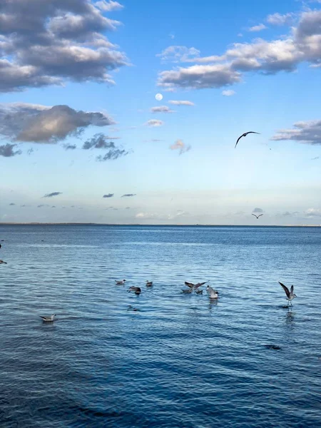 Flock Seagull Birds Fly Sea — Fotografia de Stock